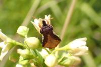Phymata crassipes