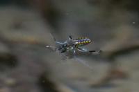 Velia caprai