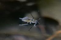 Velia caprai