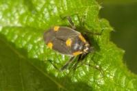 Capsodes flavomarginatus