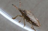 Peribalus strictus vernalis