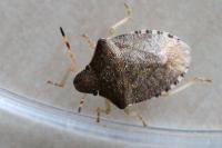 Peribalus strictus vernalis