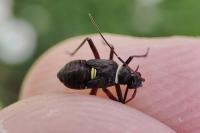 Hadrodemus m-flavum