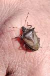 Picromerus nigridens