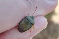 Piezodorus lituratus
