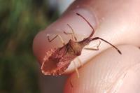 Haploprocta sulcicornis