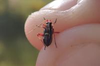Calocoris roseomaculatus