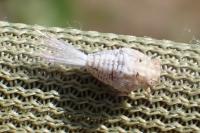 Agalmatium flavescens
