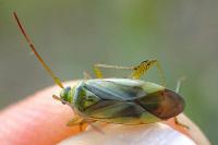 Adelphocoris lineolatus