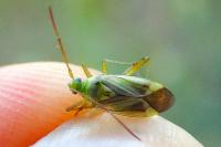 Adelphocoris lineolatus