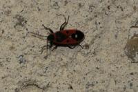 Melanocoryphus albomaculatus