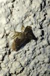 Ledra aurita