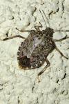 Halyomorpha halys