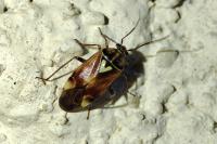 Lygus pratensis