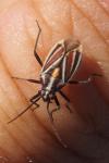 Horistus orientalis