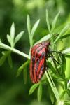 Graphosoma italicum