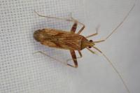 Phytocoris varipes