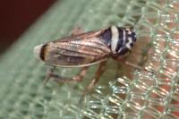 Anoscopus histrionicus