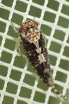 Allygus maculatus