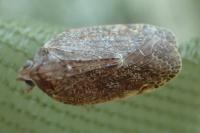 Cixidia pilatoi
