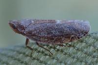 Cixidia pilatoi