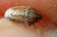 Neottiglossa leporina