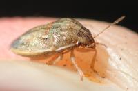 Neottiglossa leporina