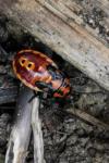 Spilostethus saxatilis