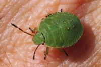Palomena prasina