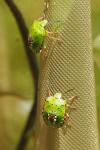 Nezara viridula