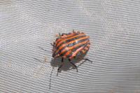 Graphosoma italicum