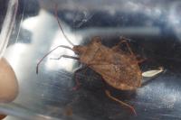 Coreus marginatus