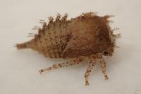 Stictocephala alta