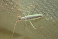 Notostira