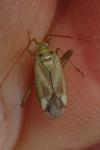 Adelphocoris lineolatus