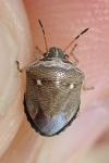 Eysarcoris ventralis