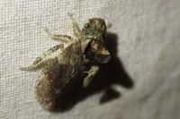 Ledra aurita