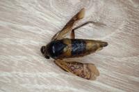 Notonecta maculata
