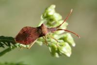 Haploprocta sulcicornis