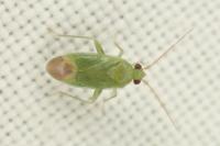 Orthotylus caprai