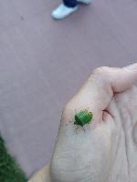 Palomena prasina