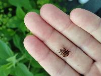 Graphosoma italicum