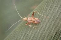 Phytocoris varipes