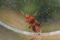 Rhopalus subrufus