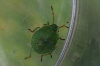 Palomena prasina