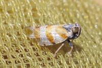 Tachycixius venustulus
