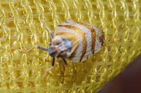 Tachycixius venustulus