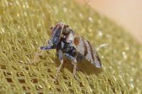 Tachycixius venustulus