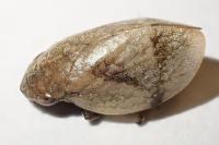 Lepyronia coleoptrata