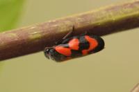 Cercopis vulnerata